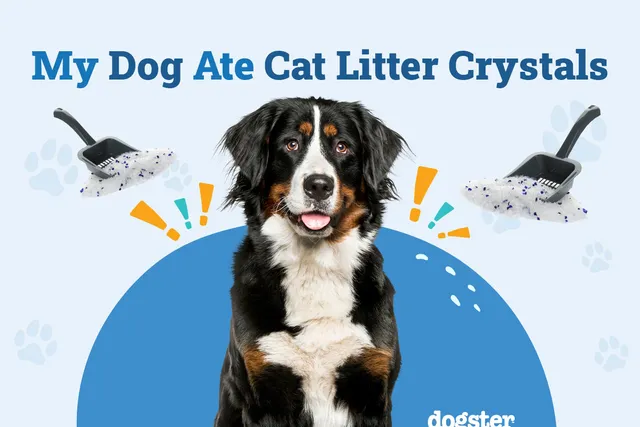 My Dog Ate Cat Litter Crystals: Here Is What To Do