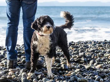 Beach Vacationing With Dogs: 12 Tips to Make It Amazing