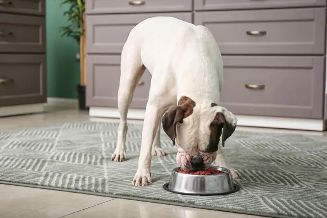 What Is Hydrolyzed Protein Dog Food? Pros, Cons, & FAQ