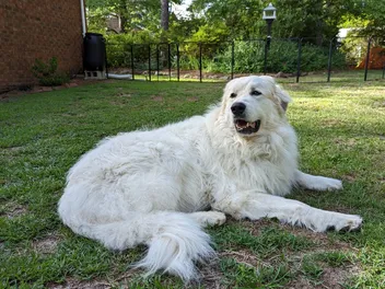 Are Great Pyrenees Aggressive? Breed Facts, Temperament & FAQ