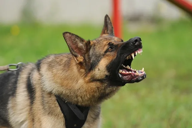 Protective Aggression in Dogs: Expert Tips to Recognize & Stop Behavior