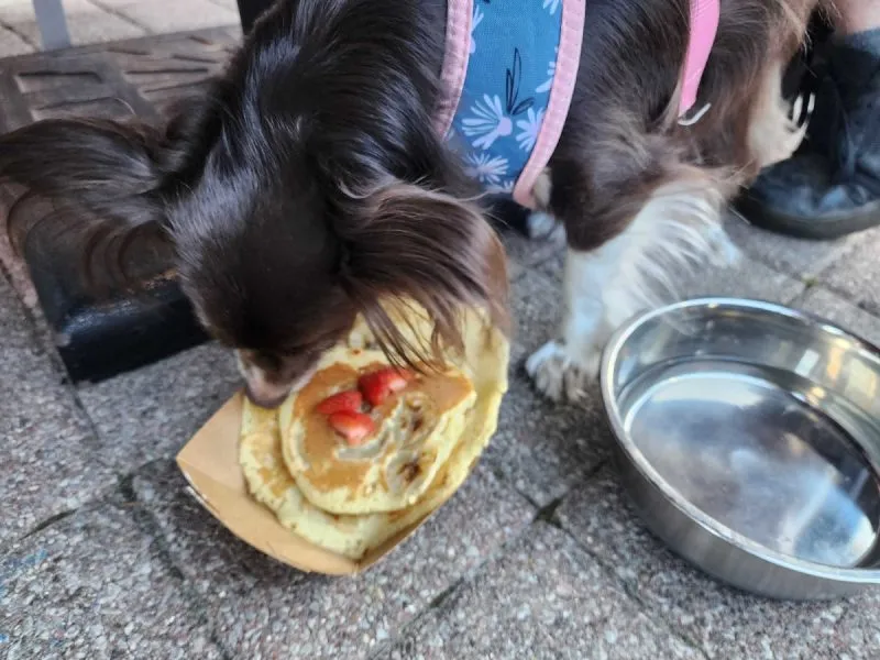Yummy pupcakes at Ruby Sunshine.