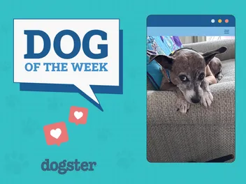 Dogster Photo Contest: Dogs of the Week Winners (August 21, 2025)