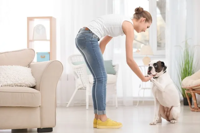 How Much Does a Dog Cost in Australia? 2026 Price Guide