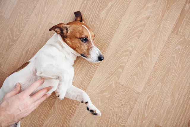 Borborygmi in Dogs: Vet-Reviewed Causes & Care Guide