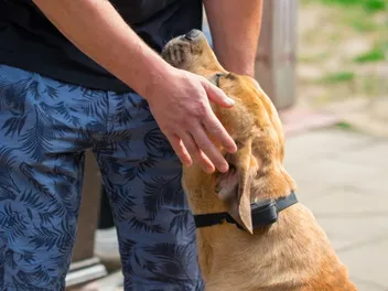13 Most Loyal Dogs in History: With Pictures & Facts