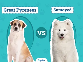 Great Pyrenees vs. Samoyed: The Differences (With Pictures)