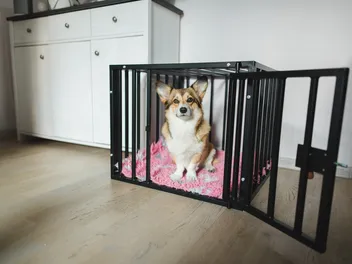 Should I Crate My Dog When I Leave the House? Vet-Approved Guide & Tips