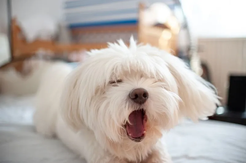a white fluffy dog choking