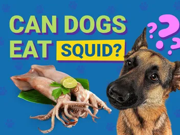 Can Dogs Eat Squid? Vet-Verified Health Benefits & FAQ