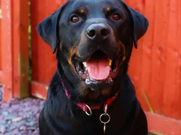Rotterman Dog Breed Guide: Info, Pictures, Care & More