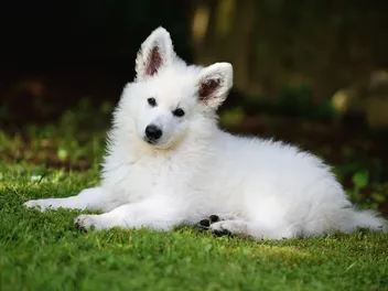 10-Week-Old Puppy: Vet-Verified Behaviors, Development & Care Guide