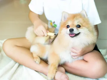 How to Brush Your Dog's Hair: 9 Vet-Approved Tips