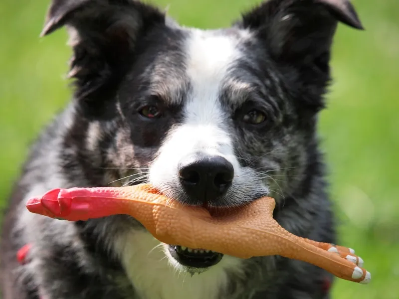 dog with rubber chicken squeky toy in mouth