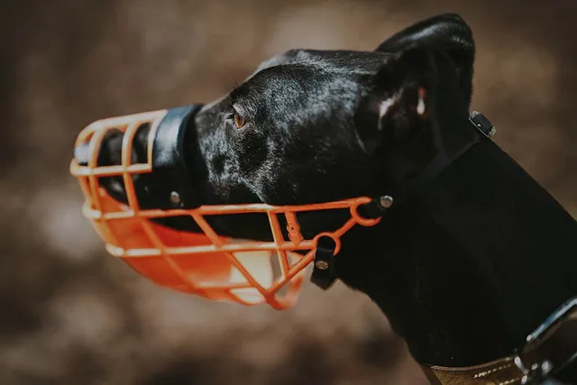 How to Muzzle a Dog: 7 Vet-Approved Safety Tips & Tricks