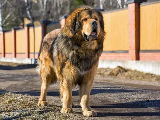 9 Dogs That Look Like Lions: Pictures, Facts & History