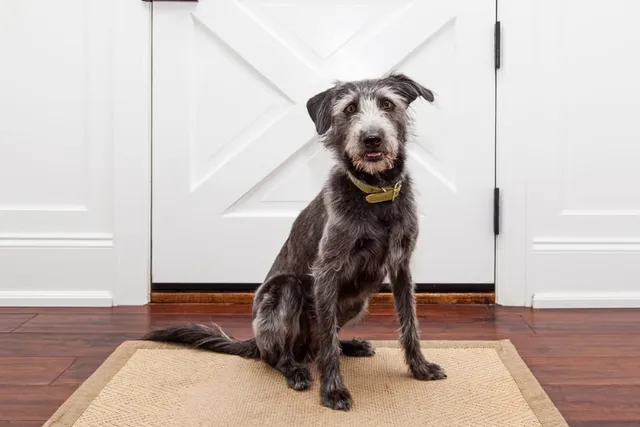 How to Train a Dog to Not Be Aggressive When Someone Comes to the Door: 8 Vet Approved Tips