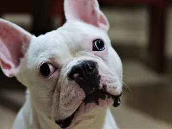 Brachycephalic Syndrome in Dogs: Signs, Causes & Treatment (Vet Answer)
