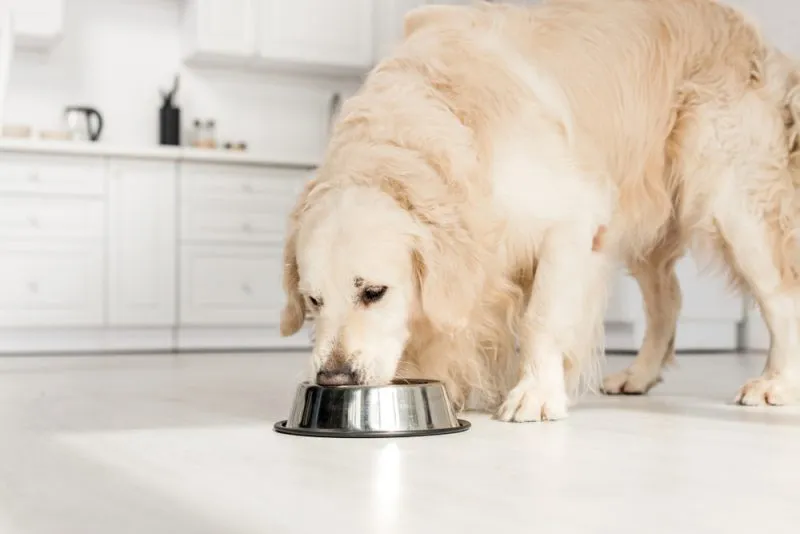 golden retriever eating from bowl
