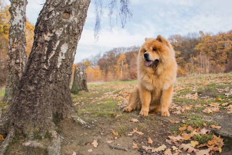 chow chow sitting near tree