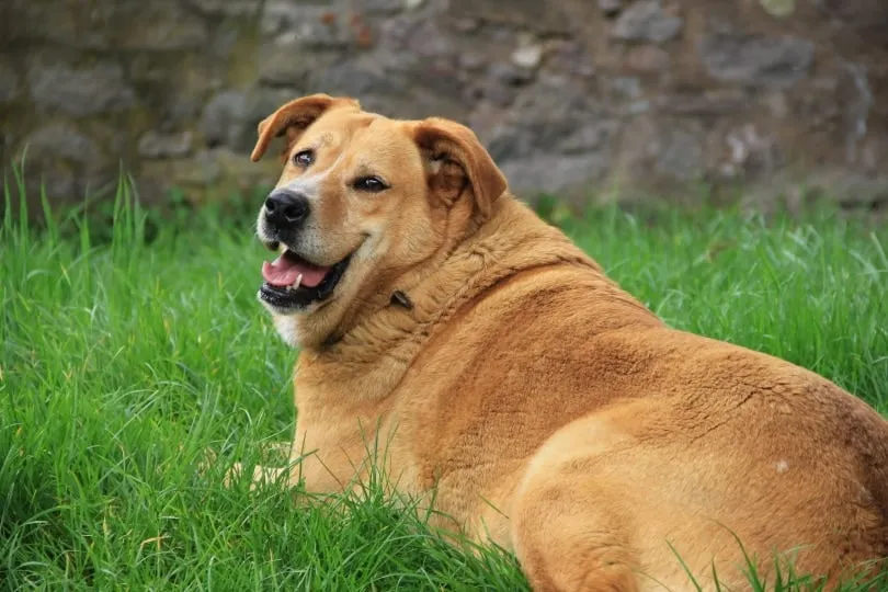 dog bloated stomach