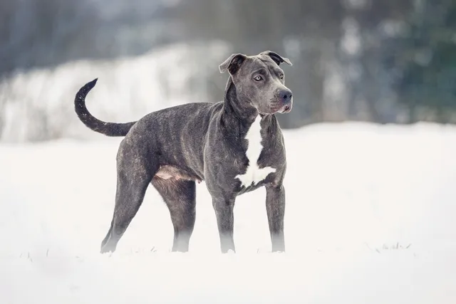 Are Breed-Specific Dog Laws Effective? Pros & Cons