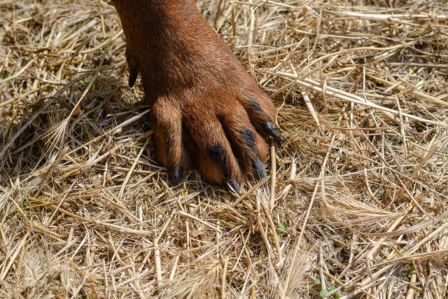 How to Remove Foxtail from a Dog’s Paw: 5 Simple Steps