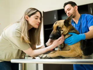 Myasthenia Gravis in Dogs: Our Vet Explains Signs, Causes & Treatment