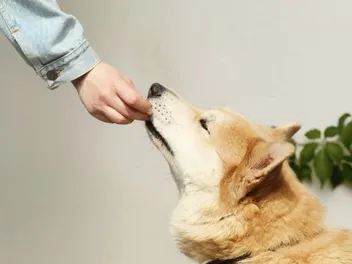 3 Benefits of Hand Feeding Your Dog: Vet-Approved Facts