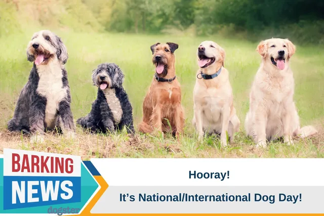 Hooray For National/International Dog Day!