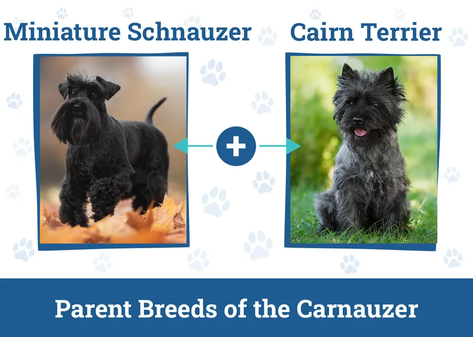 Parent Breeds of the Carnauzer