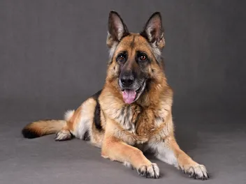 15 Colleges With Dog Mascots in 2026