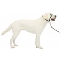 PetSafe Gentle Leader Headcollar