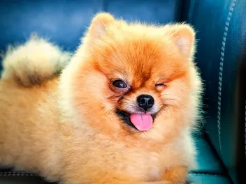 Why Does My Dog Wink At Me? 4 Vet Reviewed Reasons & Tips