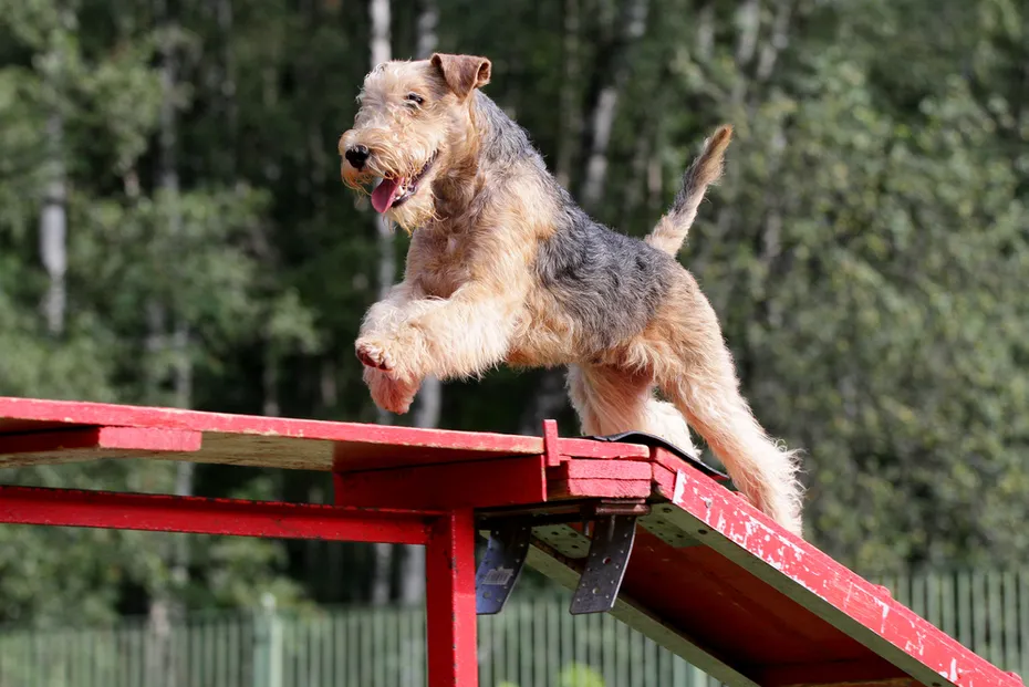 a lakeland terrier at an agility competition