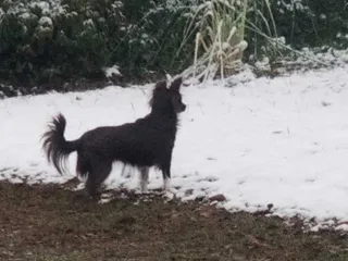 Dogs and Snow: How Penny Feels About That Cold White Stuff