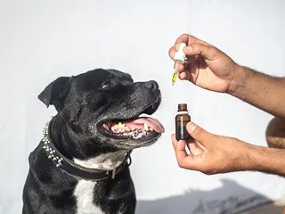 7 Benefits of Salmon Oil for Dogs: Canine Health and Nutrition