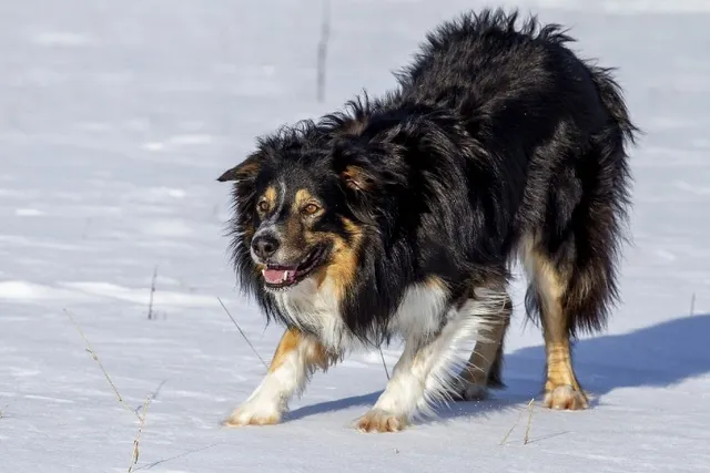 Predatory Aggression in Dogs: Can You Stop This Instinctive Behavior?
