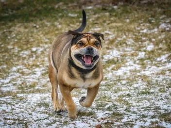 Majorca Mastiff Dog Breed Guide: Info, Pictures, Care & More