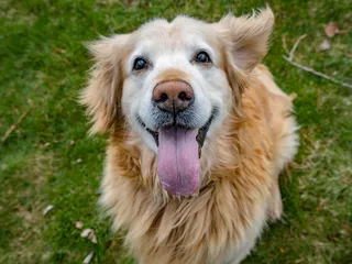 Do Golden Retrievers Drool Excessively? 7 Vet-Verified Causes Explained