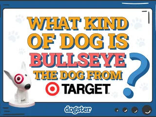 What Breed Is Bullseye the Dog from Target? Famous Pup Facts