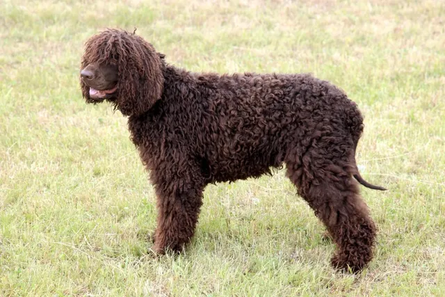 Irish Water Spaniel: Dog Breed Info, Pictures, Facts & Traits