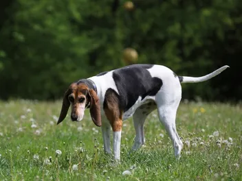 English Foxhound Dog Breed: Info, Pictures, Care & More