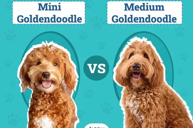 Mini vs Medium Goldendoodle: The Differences (With Pictures)