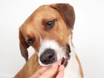 10 Best Allergy Medicines For Dogs In 2026 - Reviews & Vet-Approved Top Picks