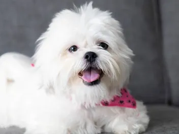 White Shih Tzu: Info, Pictures, Origin & History
