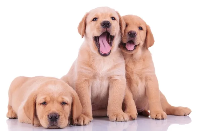 Labrador Retriever Puppies for Sale in Georgia: 2026 Breeders List