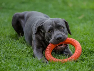 How Strong Is a Cane Corso’s Bite Force? Vet-Verified Facts & PSI Measure