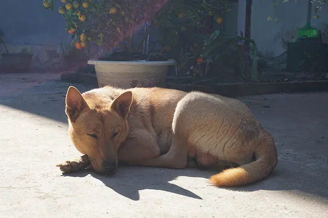 What Is a Lai Dog? History & FAQ