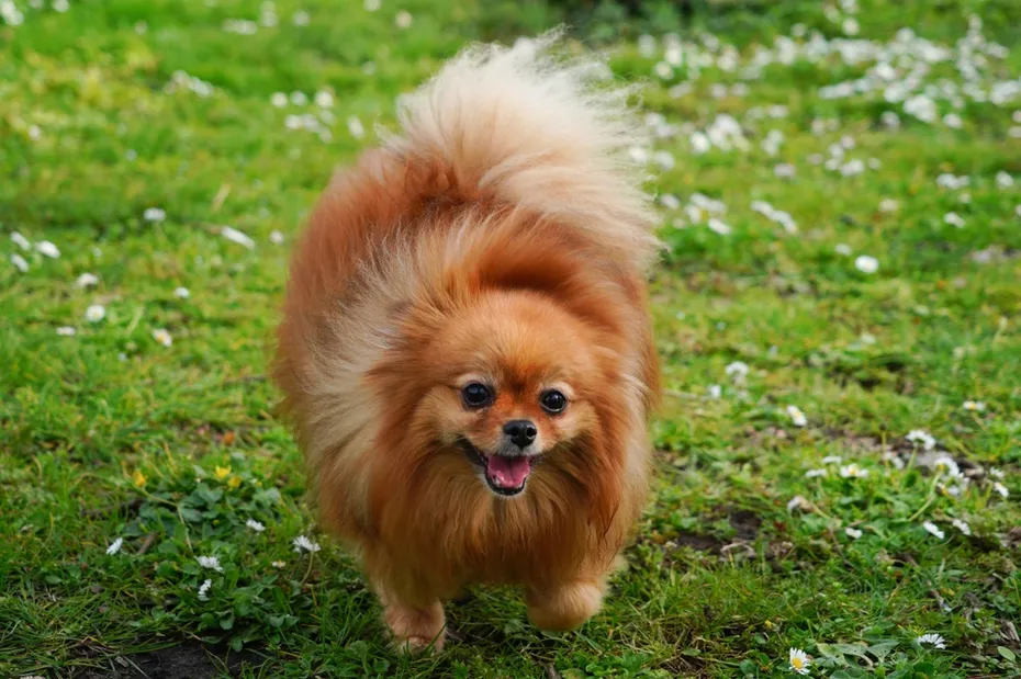 Little dwarf spitz dog in the grass